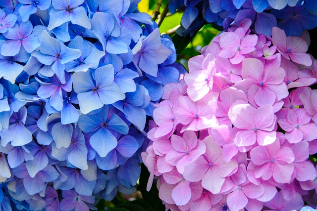 紫陽花